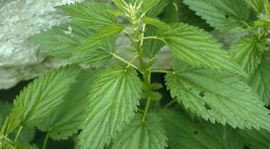 Decoc de plante pentru tratarea venelor varicoase