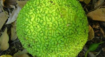 Retete de infuzii pentru tratamentul varicelor