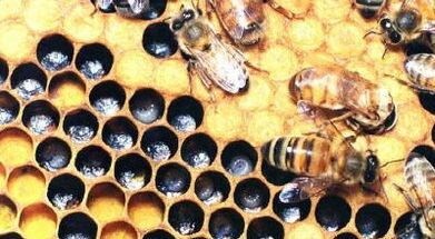 Tratamentul venelor varicoase cu produse apicole